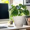 Ceramic Planter with Drainage Hole and Saucer Ceramic Pots - 8 Inch, Petit-flower Petal White